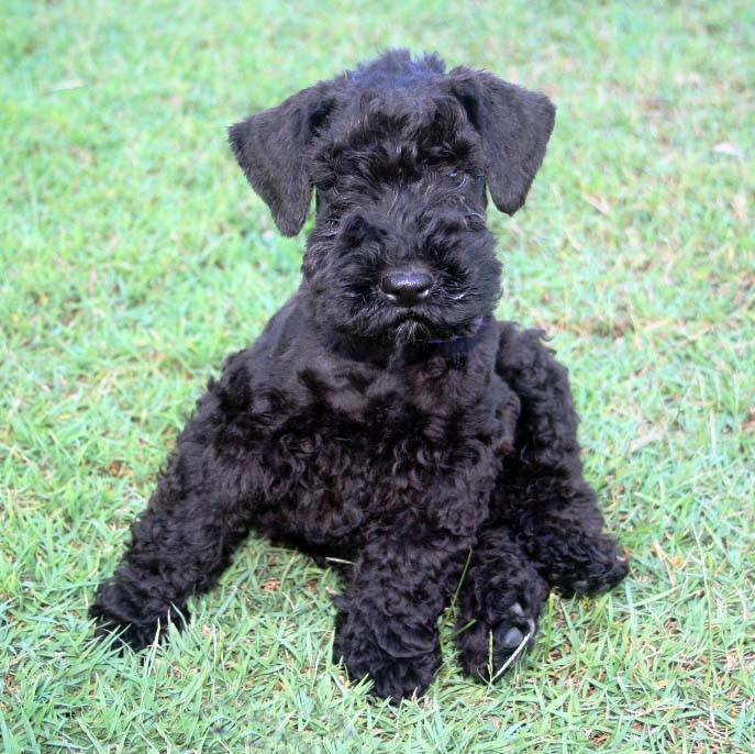 kerry blue terrier for sale